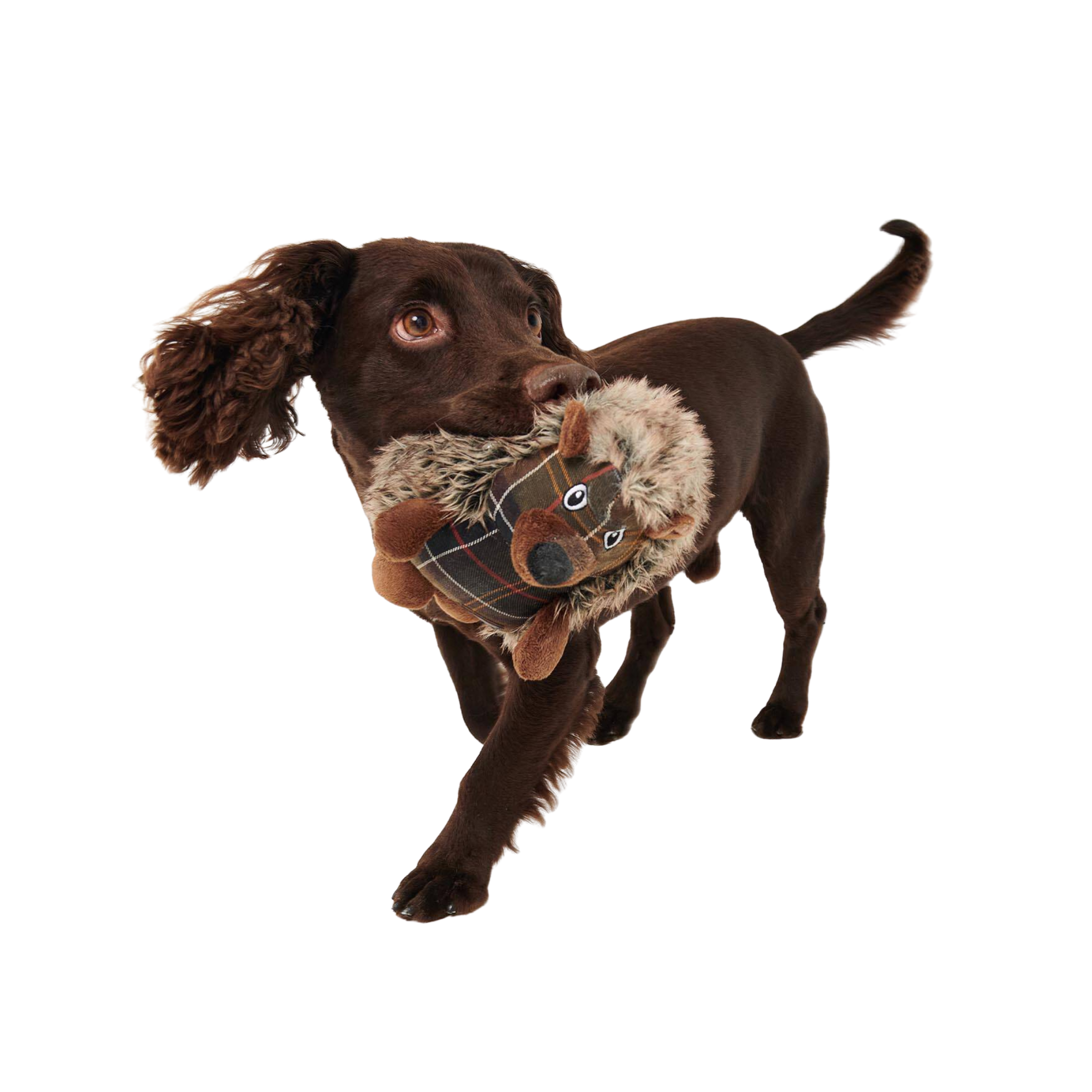 Barbour Hedgehog Dog Toy