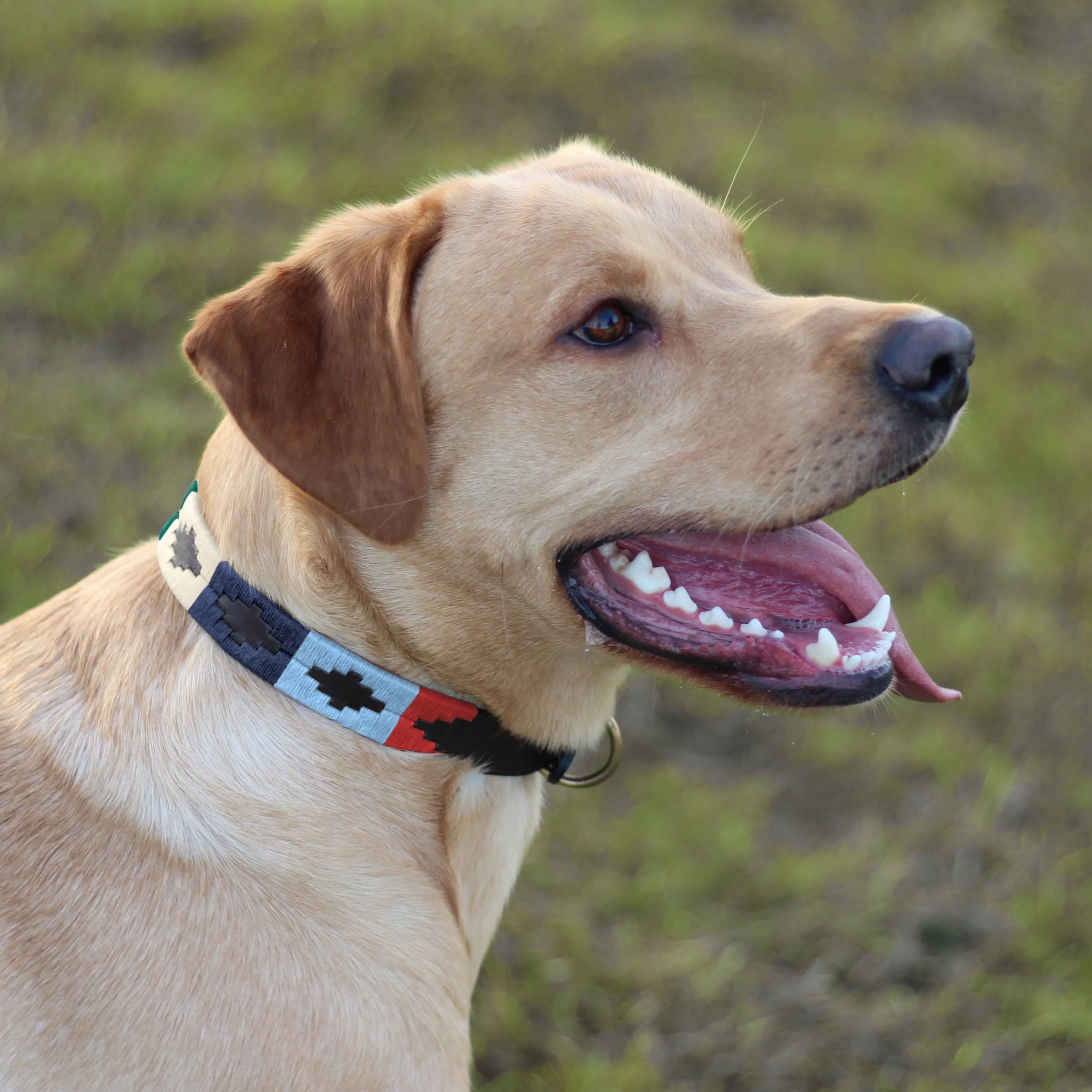 Dog Collar Multi