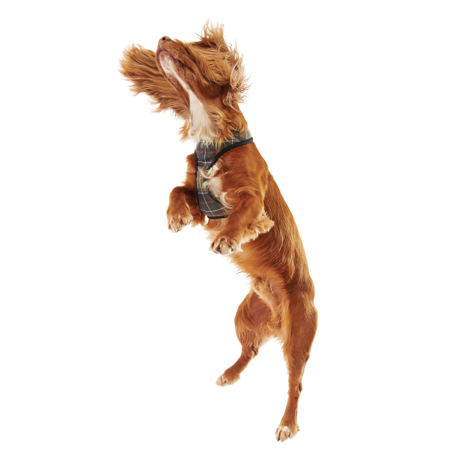 Barbour Classic Tartan Dog Harness