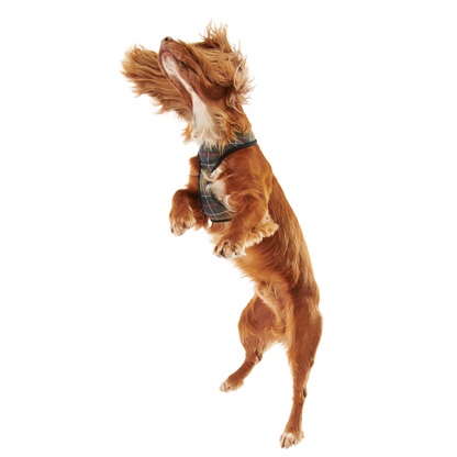 Barbour Classic Tartan Dog Harness