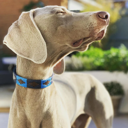 Dog Collar Azules