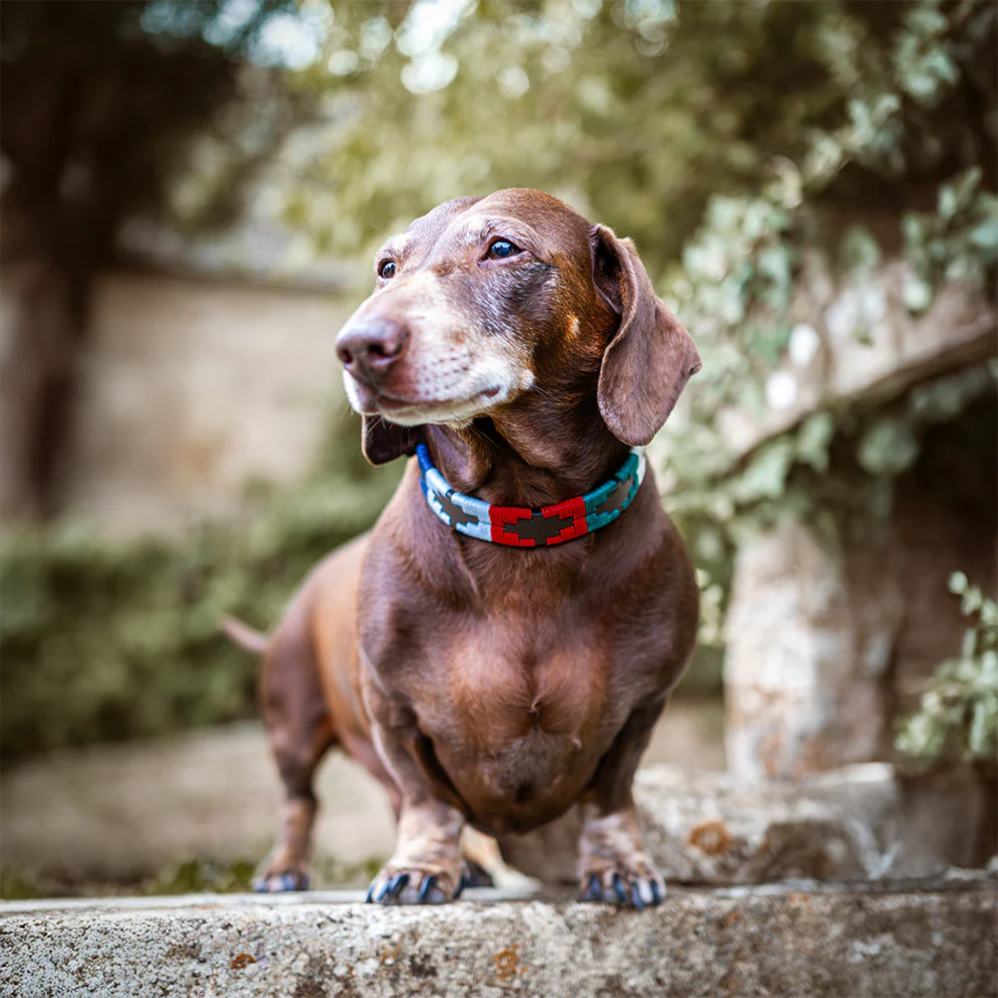 Dog Collar Multi