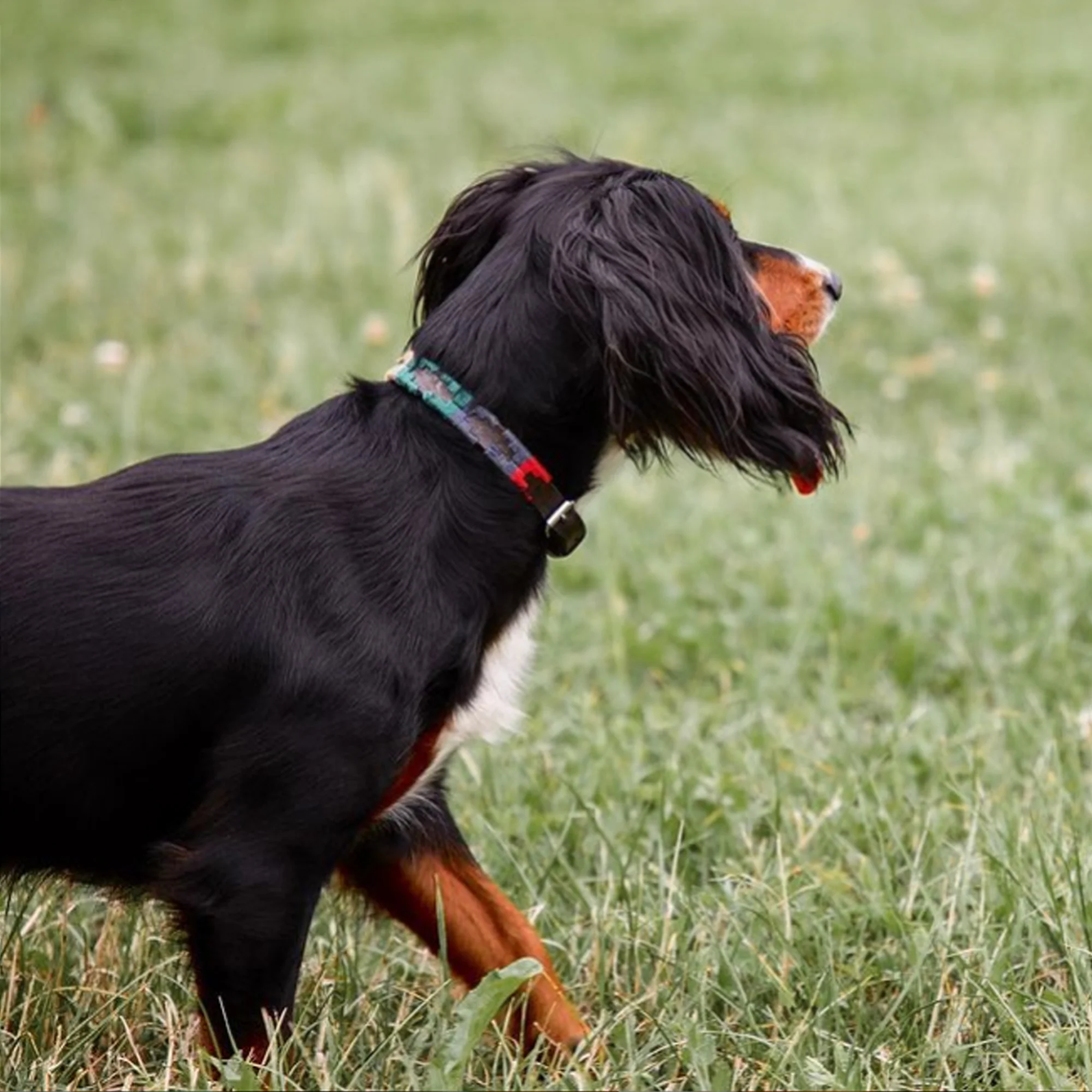 Dog Collar Navidad